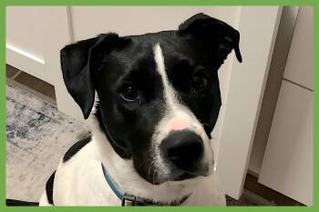 Catahoula Leopard Dog and Boston Terrier Dogs Available for Adoption - Tonks | PetCurious