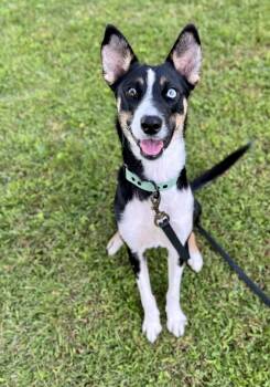 Cricket -  Border Collie Dog for Adoption in Culpeper, Virginia - Cricket | PetCurious