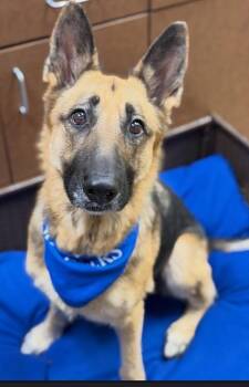 Sesame -  German Shepherd Dog Dog for Adoption in Dallas, Texas - Sesame | PetCurious