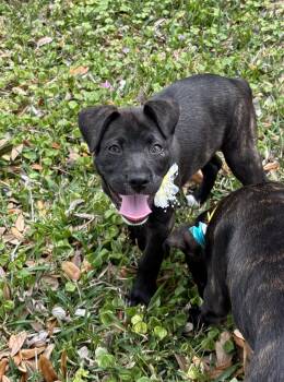 Pit Bull Terrier and Labrador Retriever Dogs Available for Adoption - Madison Choco | PetCurious