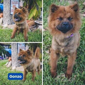 Rescue Chow Chow Dogs for Adoption in Houston, Texas - Gonzo | PetCurious