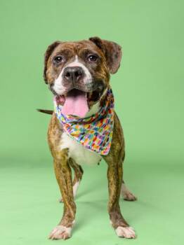 Teeter Totter -  American Bulldog and Mixed Breed Dog for Adoption in Atlanta, Georgia - Teeter Totter | PetCurious