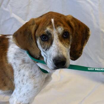 Harlan (26-4A-1) -  Coonhound and Plott Hound Dog for Adoption in Rifle, Colorado - Harlan (26-4A-1) | PetCurious