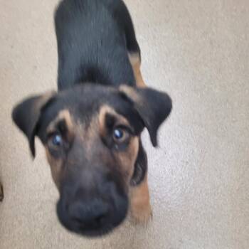 Boggle -  Shepherd and Mixed Breed Dog for Adoption in Corpus Christi, Texas - Boggle | PetCurious