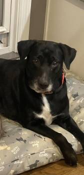 Rescue Labrador Retriever Dogs for Adoption in Cincinnati, Ohio - Stevie | PetCurious