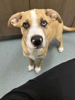 German Shepherd Dog and Husky Dogs Available for Adoption in Baytown, Texas - POTATO GREASE | PetCurious