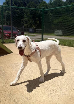 Rescue Labrador Retriever and Bernese Mountain Dog Dogs for Adoption in Corinth, Mississippi - Sally 25D-135 | PetCurious
