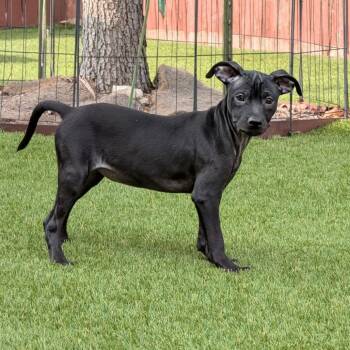 Mouse KB -  Terrier and Mixed Breed Dog for Adoption in Austin, Texas - Mouse KB | PetCurious