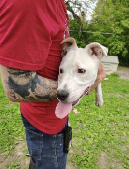 Athena -  Mixed Breed Dog for Adoption in Terre Haute, Indiana - Athena | PetCurious