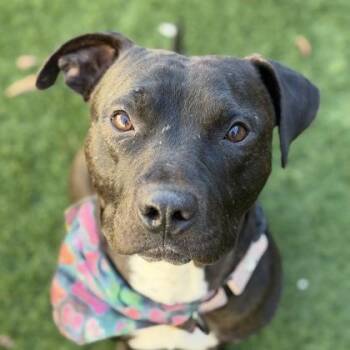 Andre -  Terrier and Pit Bull Terrier Dog for Adoption in Sacramento, California - Andre | PetCurious