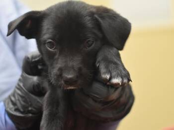 Ava -  Terrier and Mixed Breed Dog for Adoption in Portland, Oregon - Ava | PetCurious