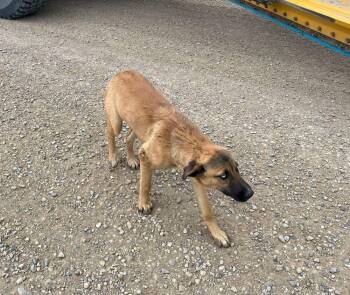 Dorothy -  Shepherd and Mixed Breed Dog for Adoption in Calgary, Alberta - Dorothy | PetCurious