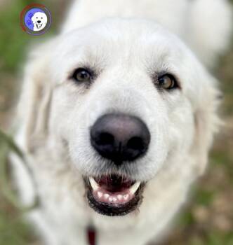 Great Pyrenees Dogs Available for Adoption in Spring, Texas - Mora | PetCurious