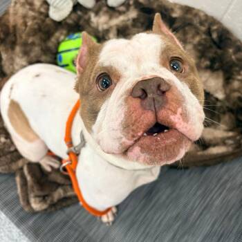 Frazzle -  English Bulldog Dog for Adoption in Grand Rapids, Michigan - Frazzle | PetCurious