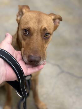 Chip -  Golden Retriever Dog for Adoption in Frazier Park, California - Chip | PetCurious