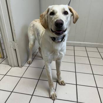 Labrador Retriever and Mixed Breed Dogs Available for Adoption - TUSC-Stray-83483 | PetCurious