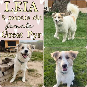 Great Pyrenees Dogs Available for Adoption in Grantville, Pennsylvania - Leia | PetCurious