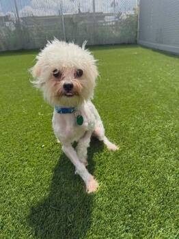 Remy -  Maltese Dog for Adoption in Delson, Quebec - Remy | PetCurious