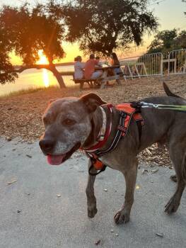 Rescue Mixed Breed Dogs for Adoption in North Charleston, South Carolina - Harold | PetCurious