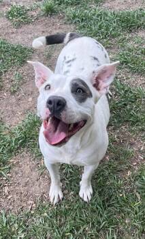 Breeze -  American Staffordshire Terrier Dog for Adoption in Hampton, Virginia - Breeze | PetCurious