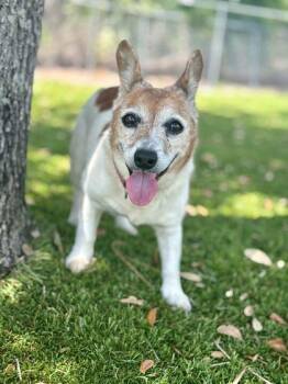 Parson Russell Terrier and Mixed Breed Dogs Available for Adoption in Daytona Beach, Florida - Mona - 1 | PetCurious