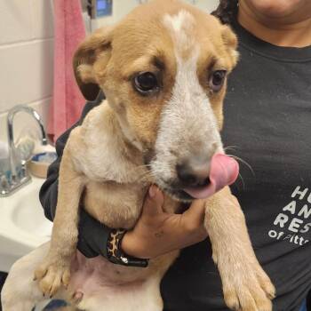 Dapple -  Mixed Breed Dog for Adoption in Pittsburgh, Pennsylvania - Dapple | PetCurious