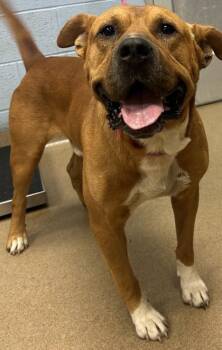 Chucky -  Mixed Breed Dog for Adoption in Chamblee, Georgia - Chucky | PetCurious