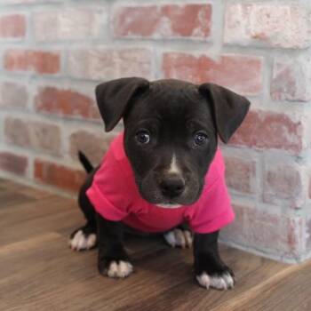 Pit Bull Terrier and Chihuahua Dogs Available for Adoption - Jade | PetCurious