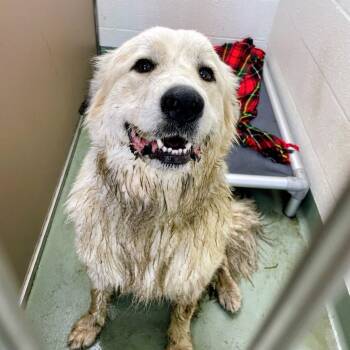 Great Pyrenees Dogs Available for Adoption in Lyndhurst, Virginia - Snow Cone | PetCurious