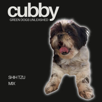 Rescue Shih Tzu Dogs for Adoption in Troy, Virginia - Cubby | PetCurious