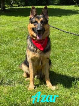 Azar -  German Shepherd Dog Dog for Adoption in Westbury, New York - Azar | PetCurious