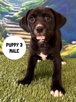 Labrador Retriever and Mixed Breed Dogs Available for Adoption in Rutherfordton, North Carolina - Emile | PetCurious