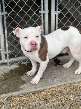 Mixed Breed Dogs Available for Adoption in Elmira, New York - Frank The Tank | PetCurious