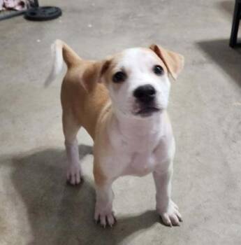 Theodore -  German Shepherd Dog and Golden Retriever Dog for Adoption in Morton Grove, Illinois - Theodore | PetCurious