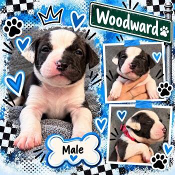 Woodward -  Mixed Breed Dog for Adoption in Pleasant Ridge, Michigan - Woodward | PetCurious
