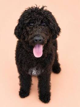 Standard Poodle and Mixed Breed Dogs Available for Adoption in Bowling Green, Kentucky - Jerry | PetCurious