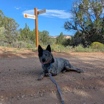 Speckles -  Australian Cattle Dog Blue Heeler and Mixed Breed Dog for Adoption in Kanab, Utah - Speckles | PetCurious