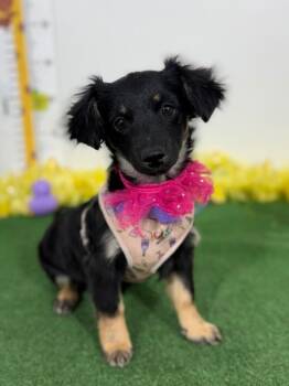 Spaniel and Dachshund Dogs Available for Adoption - Fifi | PetCurious