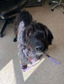 Clover -  Poodle and Schnauzer Dog for Adoption in Warren, Pennsylvania - Clover | PetCurious