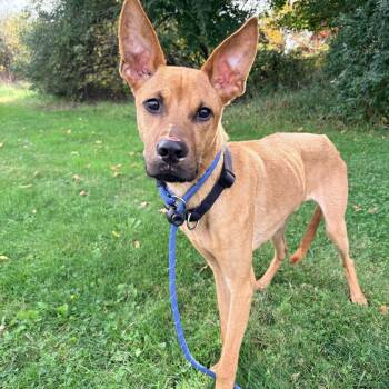 Zero -  Great Dane Dog for Adoption in Allegan, Michigan - Zero | PetCurious