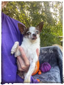 Texas Pete -  Chihuahua Dog for Adoption in Sebring, Florida - Texas Pete | PetCurious