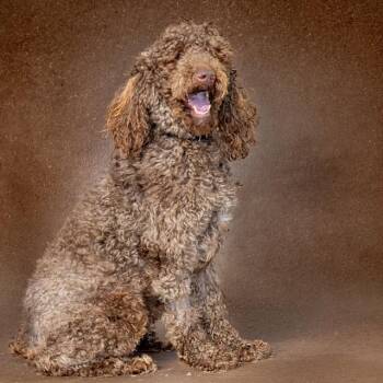KARAMO -  Poodle Dog for Adoption in St. Louis, Missouri - KARAMO | PetCurious