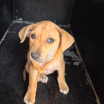 Rescue Terrier Dogs for Adoption in Montgomery, Alabama - Pandora | PetCurious