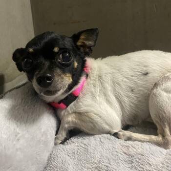 Hannah A2288547 -  Chihuahua Dog for Adoption in Los Angeles, California - Hannah A2288547 | PetCurious