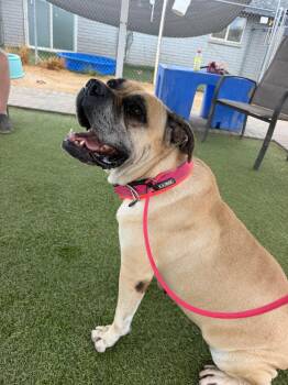 Madea -  Mastiff Dog for Adoption in Glendale, Arizona - Madea | PetCurious
