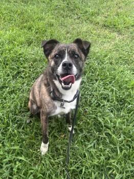MATEO -  Boston Terrier and Mixed Breed Dog for Adoption - MATEO | PetCurious