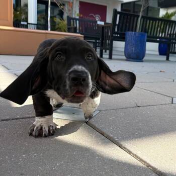 Jon -  Black Labrador Retriever and Basset Hound Dog for Adoption in Tampa, Florida - Jon | PetCurious