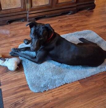 Belgian Shepherd Malinois and American Staffordshire Terrier Dogs Available for Adoption - Chaz (Chazmin) | PetCurious