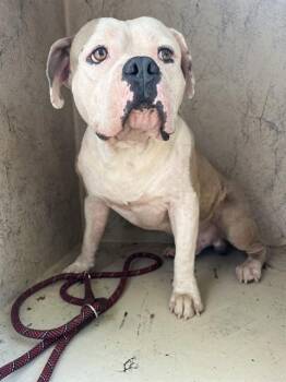 A479733 -  American Bulldog and Mixed Breed Dog for Adoption in Oklahoma City, Oklahoma - A479733 | PetCurious