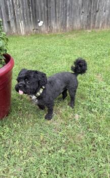 Shih Tzu Dogs Available for Adoption in Euless, Texas - Max | PetCurious